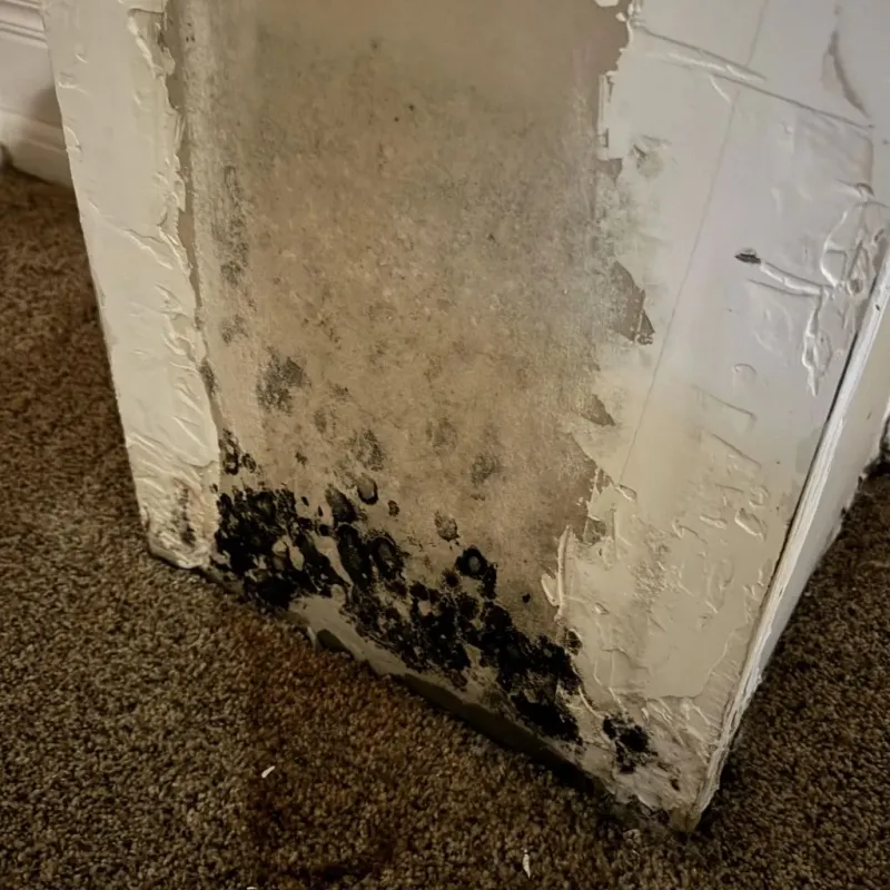 Professional Mold Removal in Preston, ID